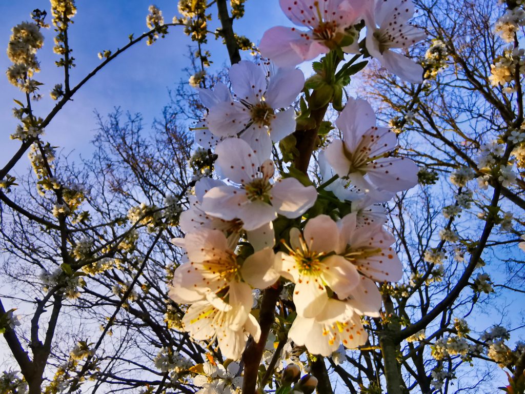 IMG_20200407_185816_82