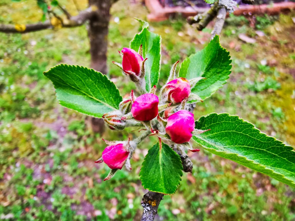 IMG_20200426_110826_98