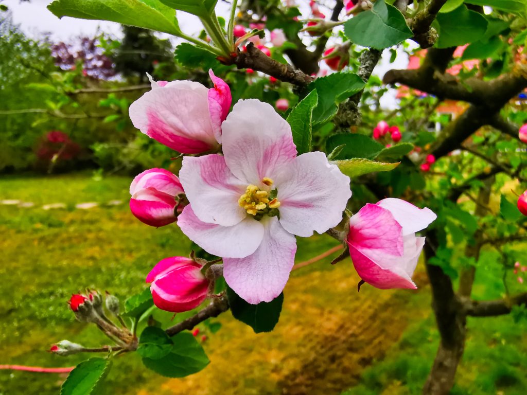 IMG_20200426_110905_104