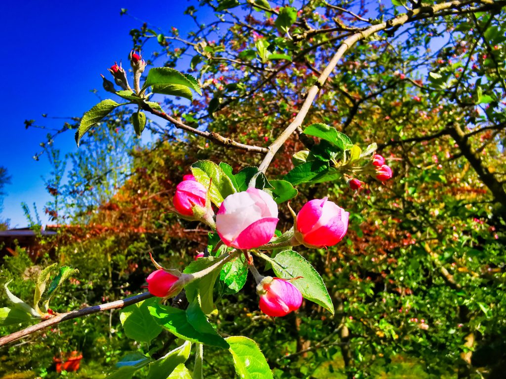 IMG_20200426_161356_122