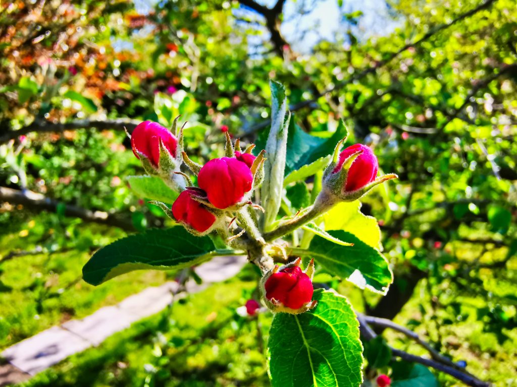 IMG_20200426_161532_131